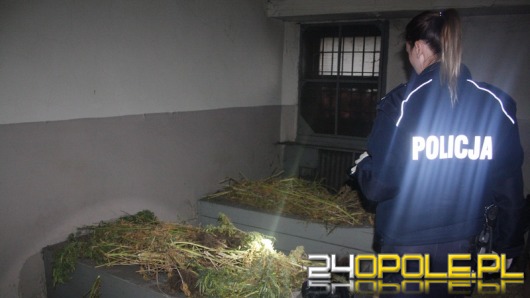 Prawie 17 kg marihuany i 90 krzewów konopi u mieszkańca Grodkowa