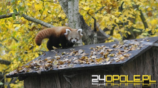 W opolskim zoo urodziły się 2 pandy rude