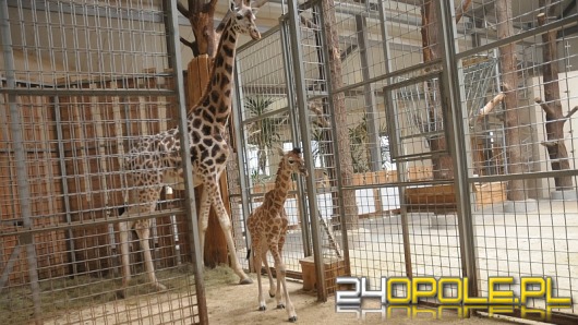 Żyrafa przyszła na świat w opolskim ZOO