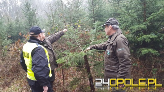 Leśnicy i policjanci połączyli siły przeciw złodziejom choinek