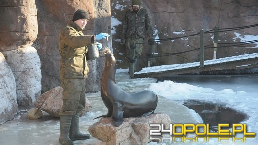 ZOO może być atrakcyjne również zimą