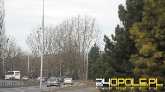 W Opolu zostanie zasadzonych blisko 3 tysiące drzew