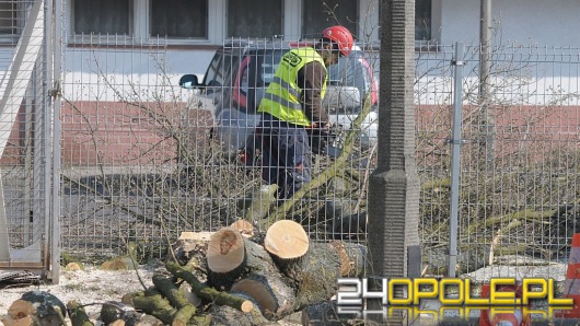 Masz wątpliwości co do wycinki drzew? Zgłoś ją ratuszowi. 