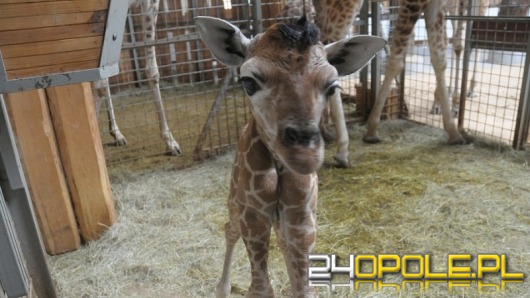 W opolskim ogrodzie zoologicznym sezon ruszył na dobre