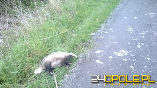 Kto sprząta martwe zwierzęta w mieście? Interwencja czytelniczki.