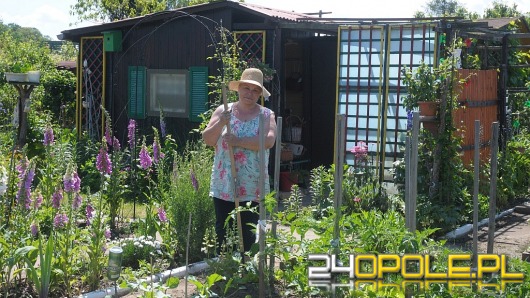 Sezon na opolskich działkach trwa w najlepsze