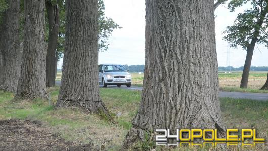  Policja bada sprawę naciętych pod Opolem drzew