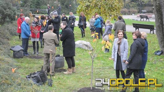 6 wiśni posadzono na Placu Wolności w Opolu.