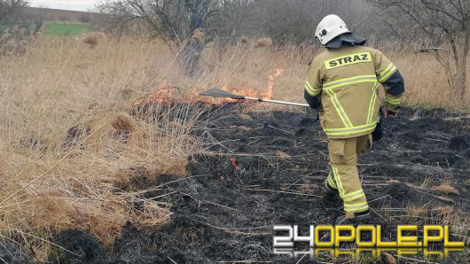 Ktoś podpala nieużytki w Polskiej Cerekwi. Strażacy mają dość