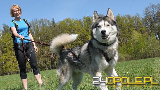 Pierwszy w Opolu DOGTREKKING już w czerwcu. Ruszyły zapisy!