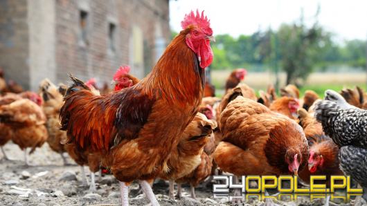 Ponad 4 miliony jaj skażonych antybiotykiem w sklepach w całej Polsce. Sprawdź numery!