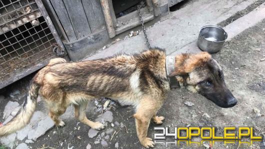 Kolejna interwencja TOZ-u w Rudnikach, jednego z dwóch psów nie udało się uratować