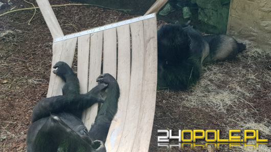 Dwa goryle dołączyły do opolskiego zoo