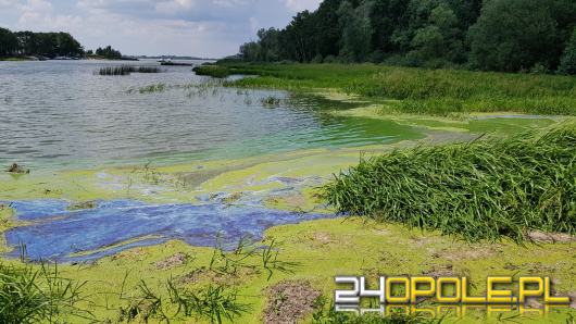 Turyści skarżą się na smród w zatoczkach jeziora dużego w Turawie