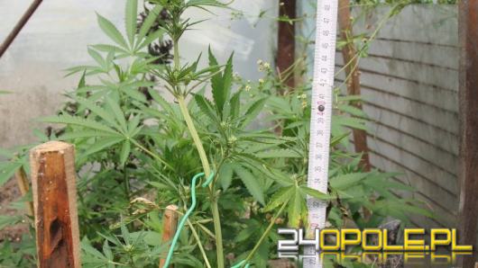 Ćwierć kilograma narkotyków w piwnicy, uprawa konopi w ogródku
