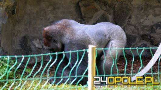 Goryle w opolskim zoo można oglądać już na wybiegu