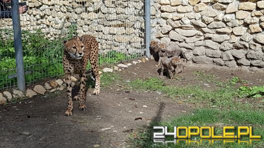 4 małe gepardy wyszły na wybieg w opolskim zoo