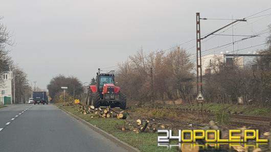 Dlaczego nikt nie powstrzymał wycinki drzew przy ulicy Marka z Jemielnicy? 