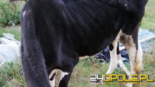 Inspektorzy TOZ interweniowali w gminie Ozimek. Odebrali skrajnie wygłodzoną krowę 