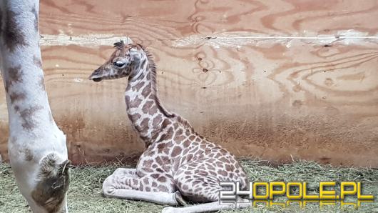 Mała żyrafa, która urodziła się w ZOO jest w świetnej kondycji