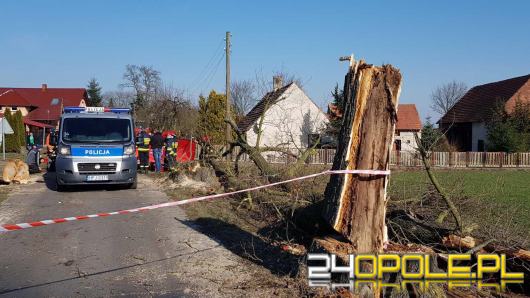 50-latek zmarł przygnieciony przez drzewo. Pracował przy wycince