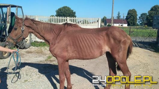 Zapadł wyrok w sprawie znęcania się nad zwierzętami
