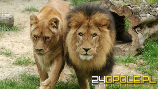 Do opolskiego Zoo wrócą lwy? O pieniądzach na ten cel zadecydują Radni