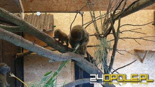 W opolskim zoo urodził się lemur