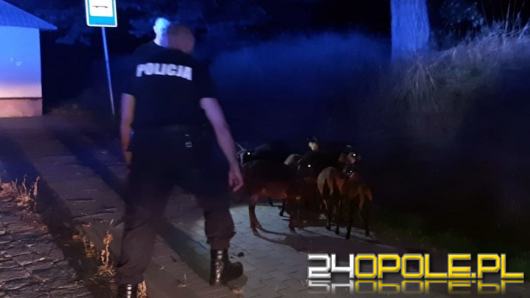 Nietypowa interwencja policjantów z Prudnika....łapali kozy
