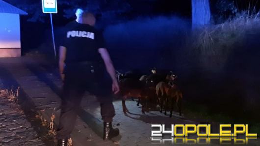 Nietypowa interwencja policjantów z Prudnika....łapali kozy