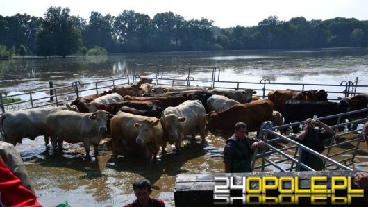 Nieoczekiwany zwrot akcji w sprawie 170 dzikich krów z Ciecierzyc. Znów mogą trafić na rzeź!