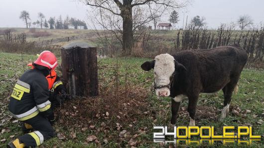 Cielak uciekł z gospodarstwa i wszedł do rzeki 