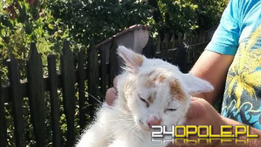 12-latek z Namysłowa uratował kotka
