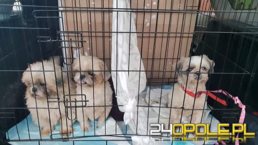 8 psów w typie york i shih tzu odebranych w karygodnym stanie