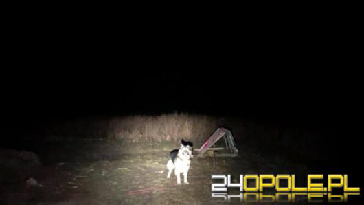 Pies przywiązany na środku pola w gminie Pokój. Czy interwencja TOZ będzie miała szczęśliwy koniec?