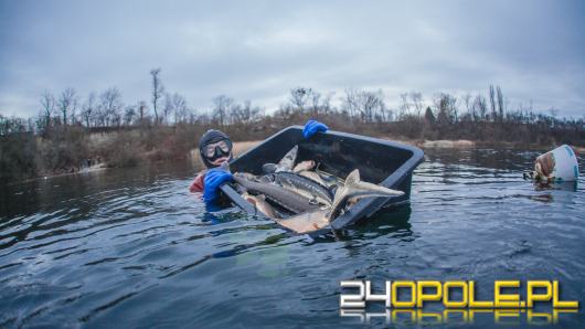 Do akwenu Piast wpuszczono 40 dużych jesiotrów 