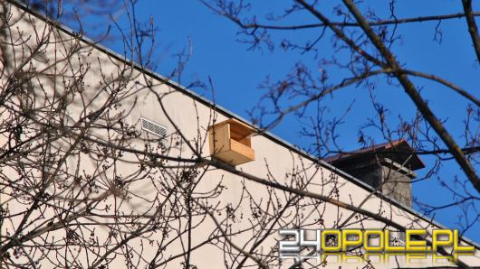 60 budek lęgowych dla pustułek zamontowano na budynkach w Opolu