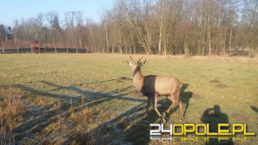 Nietypowa akcja TOZ-u. Mieszkańcy przetrzymywali w komórce...jelenia