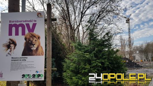 W opolskim zoo nie ma czasu na odpoczynek. Wznosi się pawilon dla lwów i tygrysów