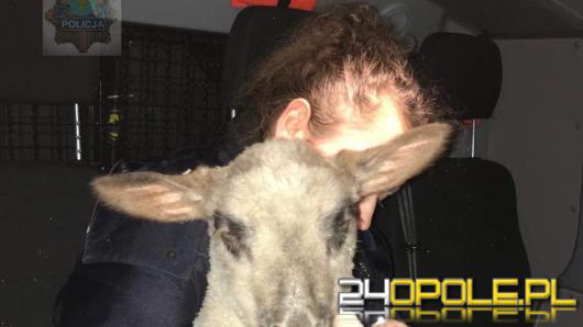 Zabłąkana owieczka biegała po ulicach Opola