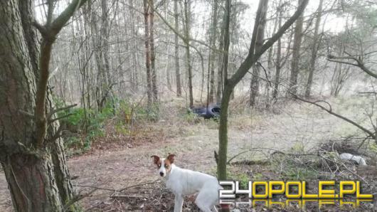 Pies przywiązany do drzewa w lesie. Interwencja w Strzelcach Opolskich