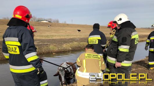 Strażacy z Otmuchowa wyciągnęli krowę z Kanału Ulgi