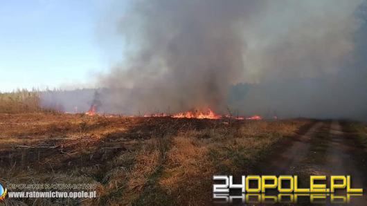 Kilkanaście zastępów straży gasi pożar lasu w powiecie kluczborskim. W akcji również dromader