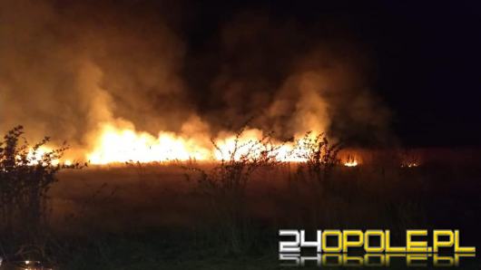 Strażacy gasili nocą pożar nieużytków. Służby apelują o rozwagę