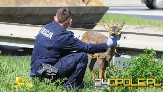 Młody jelonek błąkał się po ulicy w Opolu. Na pomoc ruszyli policjanci i strażnicy miejscy