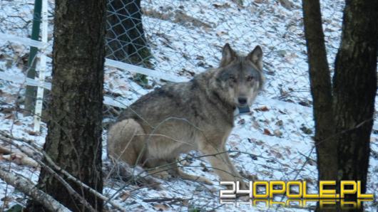 Prokuratura umarza śledztwo w sprawie śmierci wilka "Miko". Będzie zażalenie