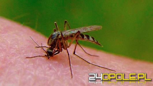 Plaga komarów to koszmar. W Opolu ciężko spokojnie spacerować