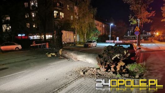 Ulica Oleska w Opolu: Duże drzewo runęło na ulicę