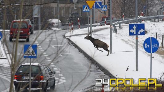 Uważaj na dzikie zwierzęta na drodze