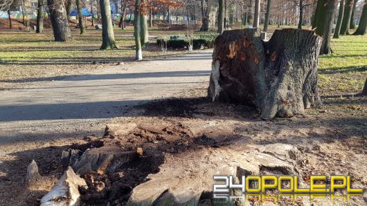 Ścięto drzewa w Parku Nadodrzańskim. "To dewastacja nie pielęgnacja!"